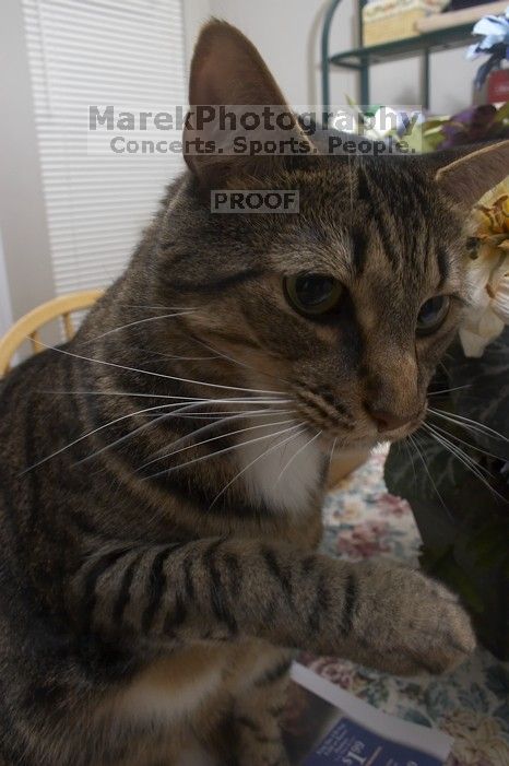 1020409145

Filename: SRM_20051223_225736_0.jpg
Aperture: f/9.0
Shutter Speed: 1/125
Body: Canon EOS 20D
Lens: Canon EF-S 18-55mm f/3.5-5.6