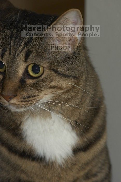 1020409145

Filename: SRM_20051223_200850_6.jpg
Aperture: f/5.0
Shutter Speed: 1/250
Body: Canon EOS 20D
Lens: Canon EF 80-200mm f/2.8 L