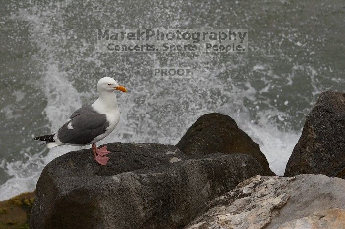 Seagull at Santa Cruz, California.

Filename: SRM_20060429_170226_9.jpg
Aperture: f/6.3
Shutter Speed: 1/800
Body: Canon EOS 20D
Lens: Canon EF 80-200mm f/2.8 L