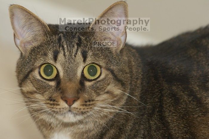 1020409145

Filename: SRM_20051223_201920_8.jpg
Aperture: f/5.0
Shutter Speed: 1/250
Body: Canon EOS 20D
Lens: Canon EF 80-200mm f/2.8 L