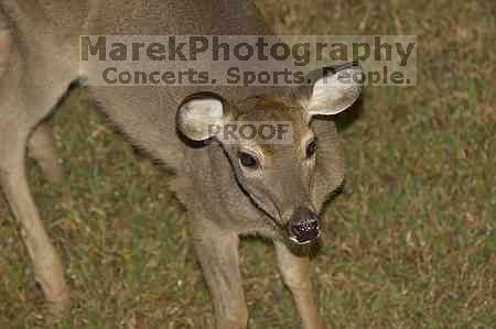 1020409145

Filename: SRM_20051010_235630_7.jpg
Aperture: f/4.0
Shutter Speed: 1/60
Body: Canon EOS 20D
Lens: Canon EF 80-200mm f/2.8 L