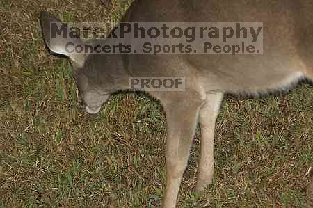 1020409145

Filename: SRM_20051010_235618_6.jpg
Aperture: f/3.5
Shutter Speed: 1/60
Body: Canon EOS 20D
Lens: Canon EF 80-200mm f/2.8 L