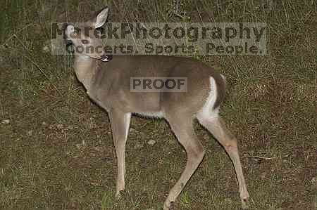 1020409145

Filename: SRM_20051010_235848_9.jpg
Aperture: f/4.0
Shutter Speed: 1/200
Body: Canon EOS 20D
Lens: Canon EF 80-200mm f/2.8 L