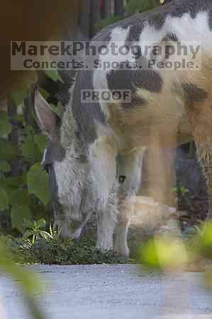 1020409145

Filename: SRM_20050925_123322_6.jpg
Aperture: f/5.0
Shutter Speed: 1/200
Body: Canon EOS 20D
Lens: Canon EF 80-200mm f/2.8 L