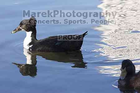 1020409145

Filename: SRM_20050925_130420_1.jpg
Aperture: f/5.6
Shutter Speed: 1/200
Body: Canon EOS 20D
Lens: Canon EF 80-200mm f/2.8 L