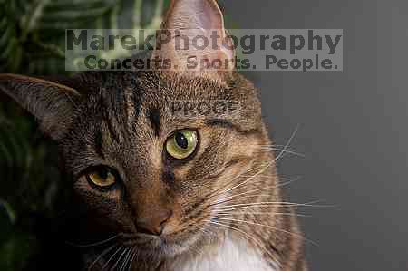 1020409145

Filename: SRM_20050826_193302_1.jpg
Aperture: f/5.6
Shutter Speed: 1/160
Body: Canon EOS 20D
Lens: Canon EF-S 18-55mm f/3.5-5.6