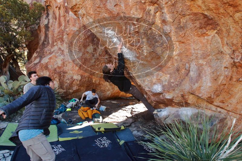 Bouldering in Hueco Tanks on 01/18/2020 with Blue Lizard Climbing and Yoga
Filename: SRM_20200118_1141100.jpg
Aperture: f/5.0
Shutter Speed: 1/250
Body: Canon EOS-1D Mark II
Lens: Canon EF 16-35mm f/2.8 L