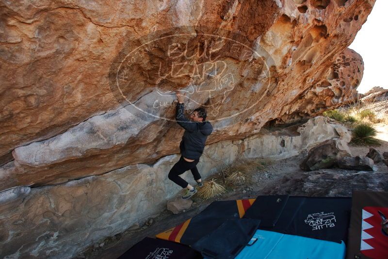 Bouldering in Hueco Tanks on 02/01/2020 with Blue Lizard Climbing and Yoga

Filename: SRM_20200201_1042080.jpg
Aperture: f/5.0
Shutter Speed: 1/250
Body: Canon EOS-1D Mark II
Lens: Canon EF 16-35mm f/2.8 L