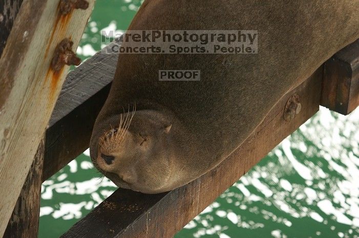 Sea lions resting under the pier at Santa Cruz, California.

Filename: SRM_20060429_181612_9.jpg
Aperture: f/3.5
Shutter Speed: 1/160
Body: Canon EOS 20D
Lens: Canon EF 80-200mm f/2.8 L