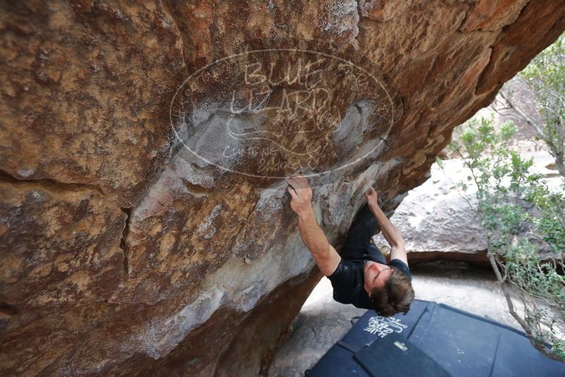Bouldering in Hueco Tanks on 02/28/2020 with Blue Lizard Climbing and Yoga
Filename: SRM_20200228_1335171.jpg
Aperture: f/4.5
Shutter Speed: 1/250
Body: Canon EOS-1D Mark II
Lens: Canon EF 16-35mm f/2.8 L