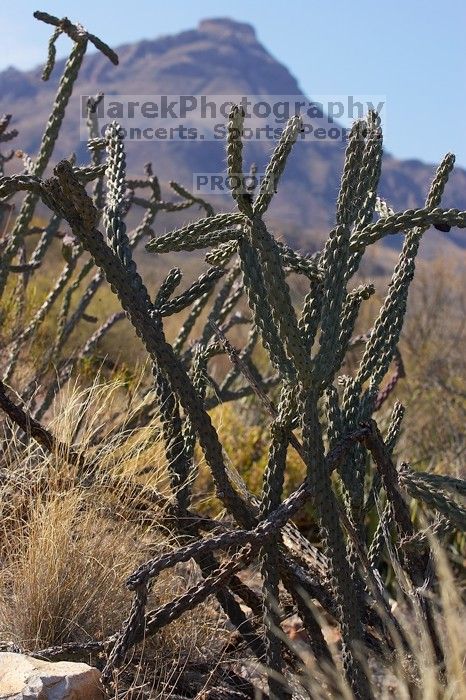 Camping and hiking in Big Bend National Park, west Texas, New Years 2007.
Filename: SRM_20070102_1057407.jpg
Aperture: f/6.3
Shutter Speed: 1/500
Body: Canon EOS-1D Mark II
Lens: Canon EF 80-200mm f/2.8 L