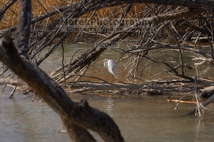 Camping and hiking in Big Bend National Park, west Texas, New Years 2007.

Filename: SRM_20070102_1325485.jpg
Aperture: f/9.0
Shutter Speed: 1/640
Body: Canon EOS-1D Mark II
Lens: Canon EF 80-200mm f/2.8 L