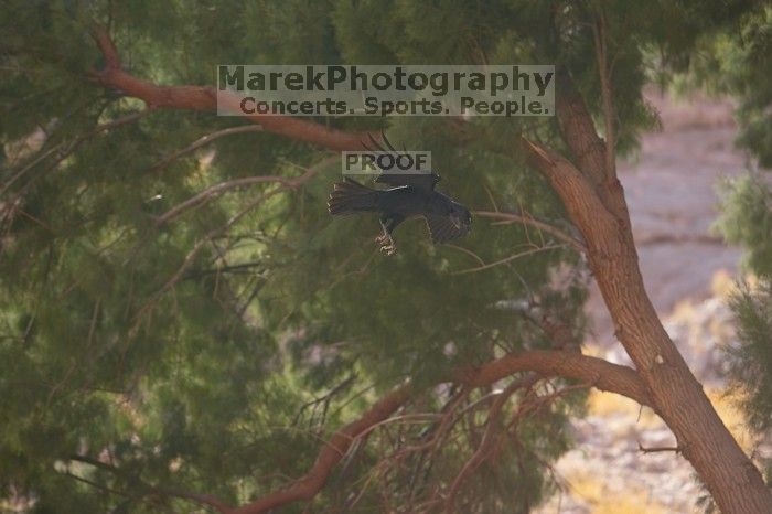 Camping and hiking in Big Bend National Park, west Texas, New Years 2007.
Filename: SRM_20070102_1435268.jpg
Aperture: f/3.5
Shutter Speed: 1/640
Body: Canon EOS-1D Mark II
Lens: Canon EF 80-200mm f/2.8 L