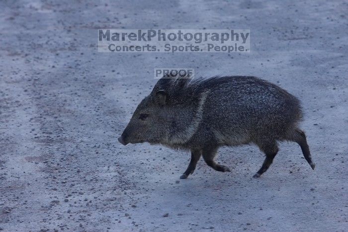 Javalina (Hav-a-lee-nuh) grazing near our campsite in the Chisos Basin in Big Bend National Park, west Texas, New Years 2007.

Filename: SRM_20070102_1722067.jpg
Aperture: f/7.1
Shutter Speed: 1/250
Body: Canon EOS-1D Mark II
Lens: Canon EF 80-200mm f/2.8 L