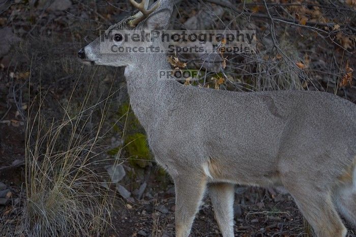 Camping and hiking in Big Bend National Park, west Texas, New Years 2007.

Filename: SRM_20070104_0903587.jpg
Aperture: f/2.8
Shutter Speed: 1/200
Body: Canon EOS-1D Mark II
Lens: Canon EF 80-200mm f/2.8 L