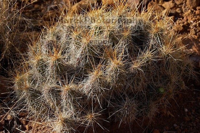 Camping and hiking in Big Bend National Park, west Texas, New Years 2007.

Filename: SRM_20070104_1031364.jpg
Aperture: f/9.0
Shutter Speed: 1/400
Body: Canon EOS-1D Mark II
Lens: Canon EF 80-200mm f/2.8 L