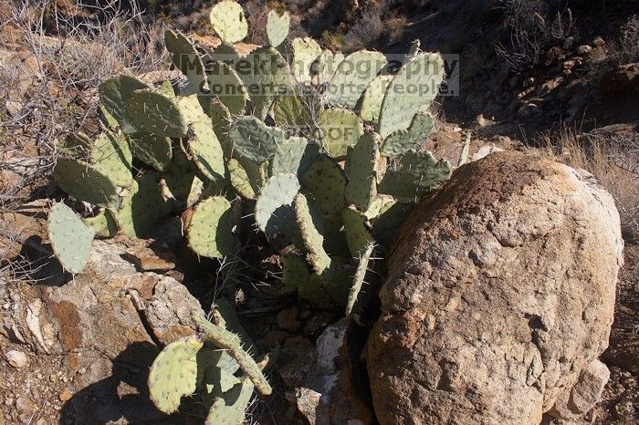 Camping and hiking in Big Bend National Park, west Texas, New Years 2007.

Filename: SRM_20070104_1036565.jpg
Aperture: f/11.0
Shutter Speed: 1/100
Body: Canon EOS 20D
Lens: Canon EF-S 18-55mm f/3.5-5.6