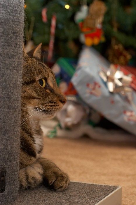 Christmas with the family, 2006.

Filename: SRM_20061224_0103142.jpg
Aperture: f/5.0
Shutter Speed: 1/200
Body: Canon EOS 20D
Lens: Canon EF 50mm f/1.8 II