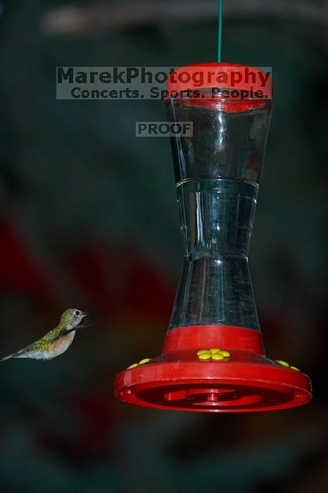 Hummingbirds at the hummingbird feeder at Foot of the Mountain Motel.

Filename: SRM_20070729_1425108.jpg
Aperture: f/4.0
Shutter Speed: 1/4000
Body: Canon EOS-1D Mark II
Lens: Canon EF 80-200mm f/2.8 L