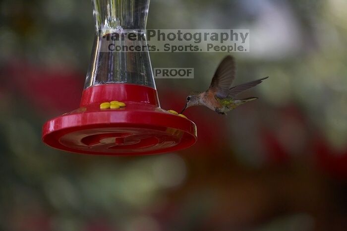 Hummingbirds at the hummingbird feeder at Foot of the Mountain Motel.

Filename: SRM_20070729_1444509.jpg
Aperture: f/4.0
Shutter Speed: 1/2000
Body: Canon EOS-1D Mark II
Lens: Canon EF 80-200mm f/2.8 L
