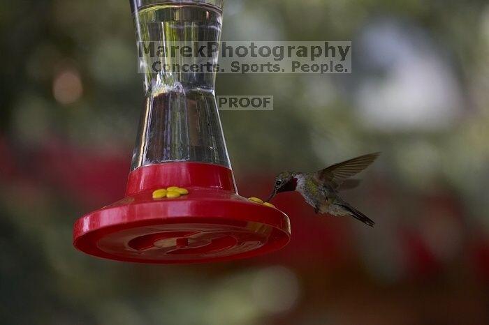 Hummingbirds at the hummingbird feeder at Foot of the Mountain Motel.

Filename: SRM_20070729_1445120.jpg
Aperture: f/4.0
Shutter Speed: 1/2000
Body: Canon EOS-1D Mark II
Lens: Canon EF 80-200mm f/2.8 L