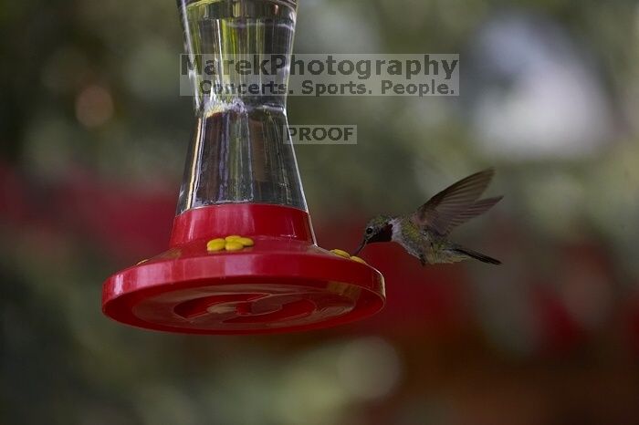 Hummingbirds at the hummingbird feeder at Foot of the Mountain Motel.

Filename: SRM_20070729_1445183.jpg
Aperture: f/4.0
Shutter Speed: 1/2000
Body: Canon EOS-1D Mark II
Lens: Canon EF 80-200mm f/2.8 L