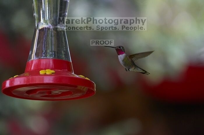 Hummingbirds at the hummingbird feeder at Foot of the Mountain Motel.
Filename: SRM_20070729_1447041.jpg
Aperture: f/4.0
Shutter Speed: 1/1600
Body: Canon EOS-1D Mark II
Lens: Canon EF 80-200mm f/2.8 L