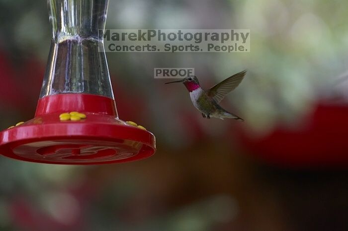 Hummingbirds at the hummingbird feeder at Foot of the Mountain Motel.
Filename: SRM_20070729_1447086.jpg
Aperture: f/4.0
Shutter Speed: 1/1600
Body: Canon EOS-1D Mark II
Lens: Canon EF 80-200mm f/2.8 L