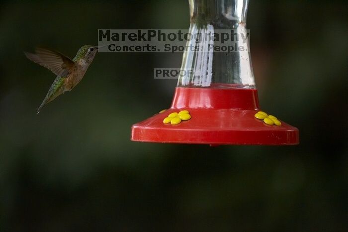 Hummingbirds at the hummingbird feeder at Foot of the Mountain Motel.
Filename: SRM_20070729_1543109.jpg
Aperture: f/2.8
Shutter Speed: 1/2500
Body: Canon EOS-1D Mark II
Lens: Canon EF 80-200mm f/2.8 L