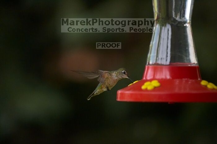 Hummingbirds at the hummingbird feeder at Foot of the Mountain Motel.
Filename: SRM_20070729_1544420.jpg
Aperture: f/2.8
Shutter Speed: 1/3200
Body: Canon EOS-1D Mark II
Lens: Canon EF 80-200mm f/2.8 L