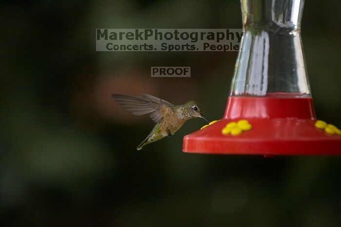 Hummingbirds at the hummingbird feeder at Foot of the Mountain Motel.
Filename: SRM_20070729_1544443.jpg
Aperture: f/2.8
Shutter Speed: 1/3200
Body: Canon EOS-1D Mark II
Lens: Canon EF 80-200mm f/2.8 L