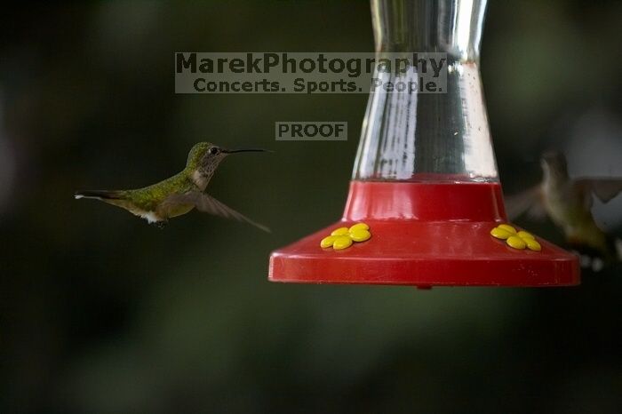 Hummingbirds at the hummingbird feeder at Foot of the Mountain Motel.
Filename: SRM_20070729_1545122.jpg
Aperture: f/2.8
Shutter Speed: 1/3200
Body: Canon EOS-1D Mark II
Lens: Canon EF 80-200mm f/2.8 L