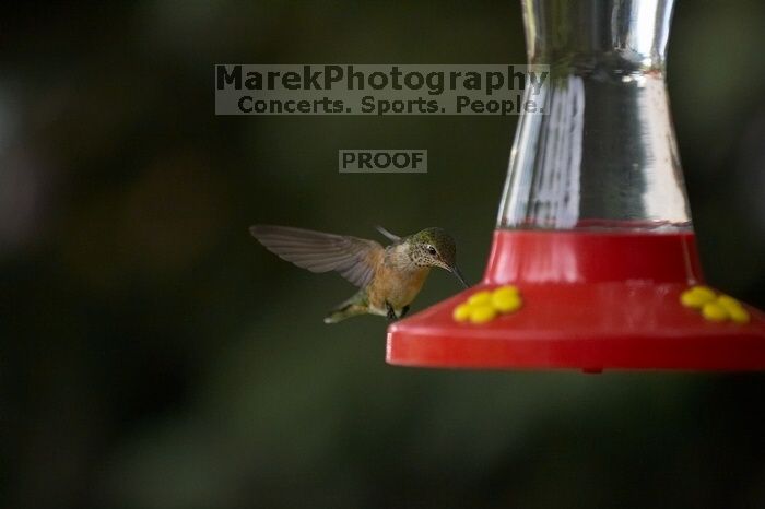Hummingbirds at the hummingbird feeder at Foot of the Mountain Motel.
Filename: SRM_20070729_1546024.jpg
Aperture: f/2.8
Shutter Speed: 1/3200
Body: Canon EOS-1D Mark II
Lens: Canon EF 80-200mm f/2.8 L