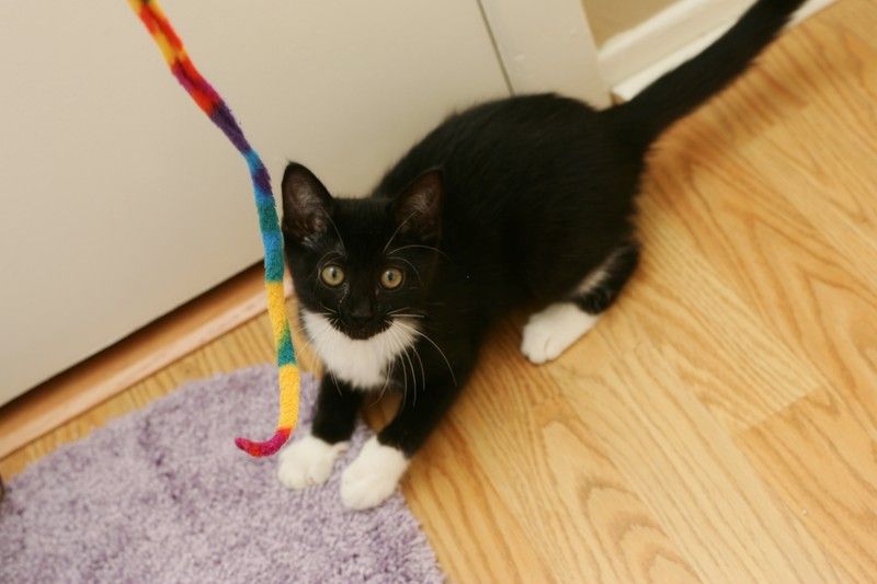 Photos of our new kitten, Penny. We rescued her from the Austin Humane Society on Monday, October 1, 2007.
Filename: SRM_20071001_1942447.jpg
Aperture: f/5.0
Shutter Speed: 1/100
Body: Canon EOS-1D Mark II
Lens: Canon EF 50mm f/1.8 II