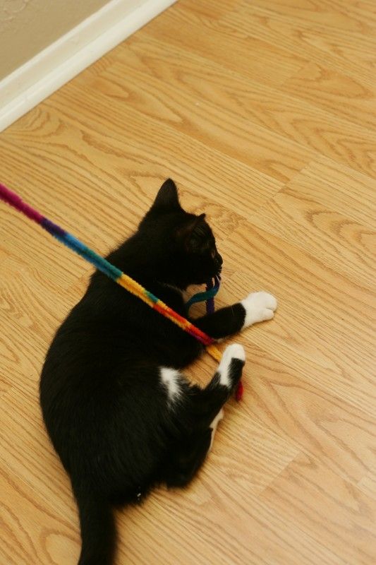 Photos of our new kitten, Penny. We rescued her from the Austin Humane Society on Monday, October 1, 2007.
Filename: SRM_20071001_1943583.jpg
Aperture: f/5.0
Shutter Speed: 1/100
Body: Canon EOS-1D Mark II
Lens: Canon EF 50mm f/1.8 II