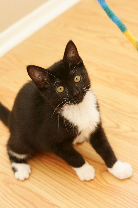 Photos of our new kitten, Penny.  We rescued her from the Austin Humane Society on Monday, October 1, 2007.

Filename: SRM_20071001_1944520.jpg
Aperture: f/5.0
Shutter Speed: 1/100
Body: Canon EOS-1D Mark II
Lens: Canon EF 50mm f/1.8 II
