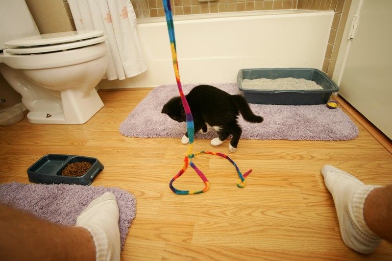 Photos of our new kitten, Penny. We rescued her from the Austin Humane Society on Monday, October 1, 2007.
Filename: SRM_20071001_2005148.jpg
Aperture: f/5.0
Shutter Speed: 1/250
Body: Canon EOS-1D Mark II
Lens: Sigma 15-30mm f/3.5-4.5 EX Aspherical DG DF