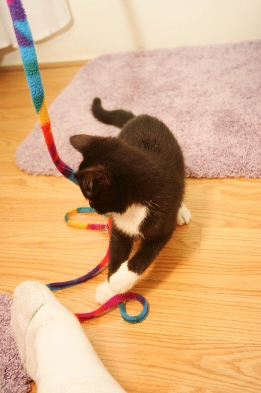 Photos of our new kitten, Penny. We rescued her from the Austin Humane Society on Monday, October 1, 2007.
Filename: SRM_20071001_2006426.jpg
Aperture: f/5.0
Shutter Speed: 1/250
Body: Canon EOS-1D Mark II
Lens: Sigma 15-30mm f/3.5-4.5 EX Aspherical DG DF