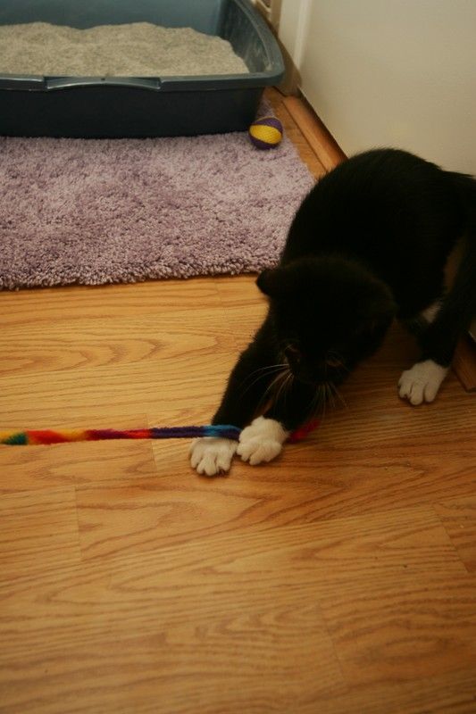 Photos of our new kitten, Penny. We rescued her from the Austin Humane Society on Monday, October 1, 2007.
Filename: SRM_20071001_2007147.jpg
Aperture: f/5.0
Shutter Speed: 1/250
Body: Canon EOS-1D Mark II
Lens: Sigma 15-30mm f/3.5-4.5 EX Aspherical DG DF