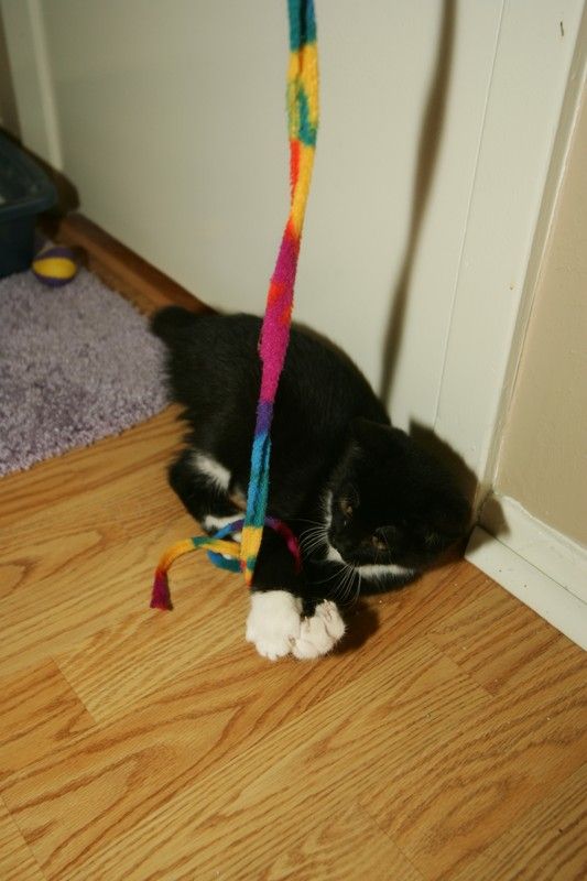 Photos of our new kitten, Penny. We rescued her from the Austin Humane Society on Monday, October 1, 2007.
Filename: SRM_20071001_2007261.jpg
Aperture: f/5.0
Shutter Speed: 1/250
Body: Canon EOS-1D Mark II
Lens: Sigma 15-30mm f/3.5-4.5 EX Aspherical DG DF