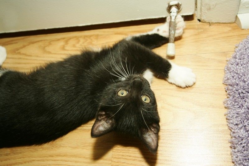 Photos of our new kitten, Penny. We rescued her from the Austin Humane Society on Monday, October 1, 2007.
Filename: SRM_20071001_2032140.jpg
Aperture: f/5.0
Shutter Speed: 1/250
Body: Canon EOS-1D Mark II
Lens: Sigma 15-30mm f/3.5-4.5 EX Aspherical DG DF