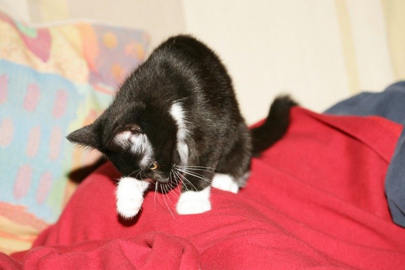 Photos of our new kitten, Penny.  We rescued her from the Austin Humane Society on Monday, October 1, 2007.

Filename: SRM_20071003_2015022.jpg
Aperture: f/5.0
Shutter Speed: 1/250
Body: Canon EOS-1D Mark II
Lens: Canon EF 80-200mm f/2.8 L