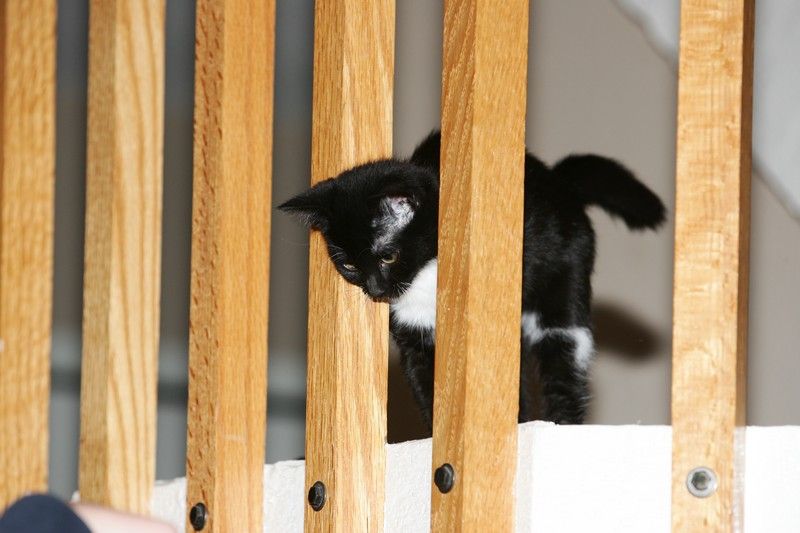 Photos of our new kitten, Penny. We rescued her from the Austin Humane Society on Monday, October 1, 2007.
Filename: SRM_20071003_2029300.jpg
Aperture: f/5.0
Shutter Speed: 1/250
Body: Canon EOS-1D Mark II
Lens: Canon EF 80-200mm f/2.8 L