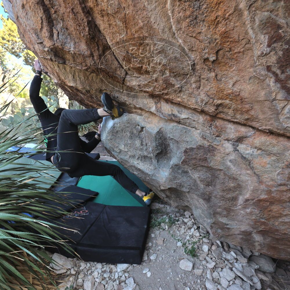 

Filename: SRM_20221124_1328400.jpg
Aperture: f/5.6
Shutter Speed: 1/500
Body: Canon EOS R6
Lens: Canon EF 16-35mm f/2.8 L