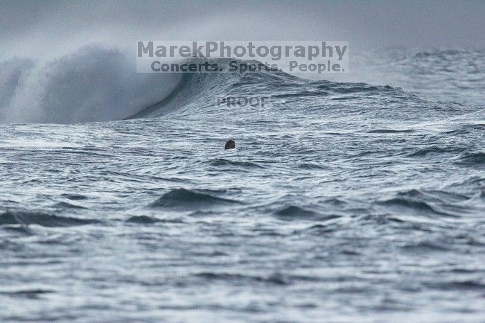 Trip to Maui, Hawai'i, 2007.

Filename: SRM_20071222_1759340.jpg
Aperture: f/5.6
Shutter Speed: 1/640
Body: Canon EOS 20D
Lens: Canon EF 300mm f/2.8 L IS