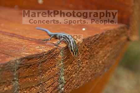 1020409145

Filename: SRM_20050813_173320_3.jpg
Aperture: f/8.0
Shutter Speed: 1/60
Body: Canon EOS 20D
Lens: Canon EF-S 18-55mm f/3.5-5.6