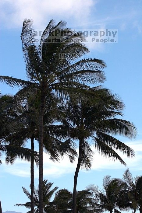 Arrival in Maui, Hawai'i, 2007.

Filename: SRM_20071216_1603206.jpg
Aperture: f/5.6
Shutter Speed: 1/800
Body: Canon EOS 20D
Lens: Canon EF 80-200mm f/2.8 L