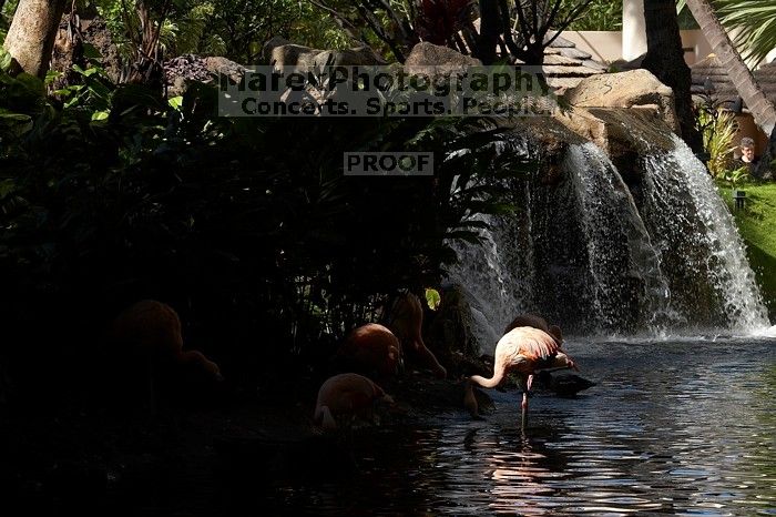 Trip to Maui, Hawai'i, 2007.

Filename: SRM_20071222_1208054.jpg
Aperture: f/8.0
Shutter Speed: 1/320
Body: Canon EOS 20D
Lens: Canon EF 80-200mm f/2.8 L