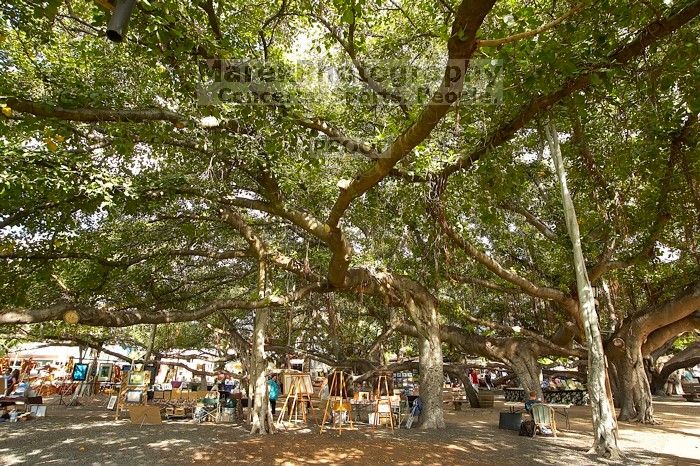 Trip to Maui, Hawai'i, 2007.

Filename: SRM_20071222_1446255.jpg
Aperture: f/8.0
Shutter Speed: 1/40
Body: Canon EOS-1D Mark II
Lens: Sigma 15-30mm f/3.5-4.5 EX Aspherical DG DF