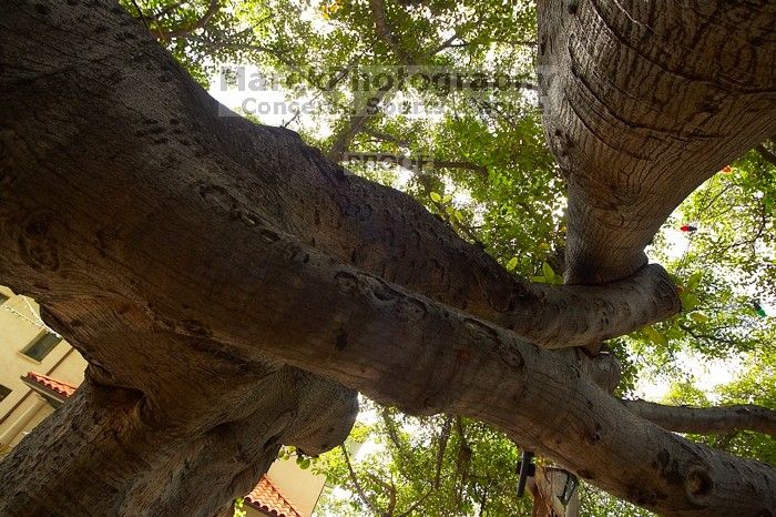 Trip to Maui, Hawai'i, 2007.

Filename: SRM_20071222_1448381.jpg
Aperture: f/8.0
Shutter Speed: 1/60
Body: Canon EOS-1D Mark II
Lens: Sigma 15-30mm f/3.5-4.5 EX Aspherical DG DF